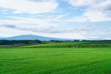 Fototapeta na wymiar Summer in Hokkaido with green nature wheat grass fields.