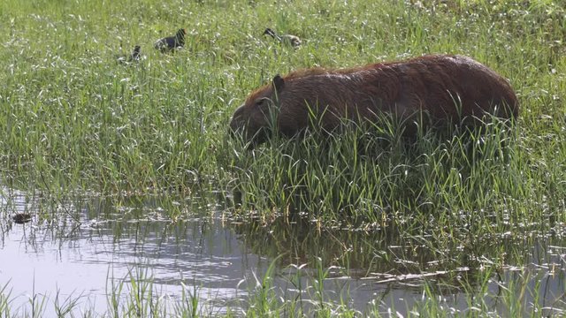 Giant Capybara rodent grazing at the edge of the city lake in Rio de Janeiro with various coots in the high green water vegetation in the background