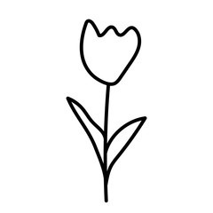 Cute and modern hand drawn garden element - tulip - isolated vector