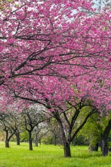Zierkirschen-japanische Blütenkirsche -prunus Kanzan im Frühling