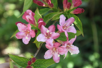 Weigela pink spring flower early blossom