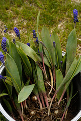 Obraz premium Muscari, Grape Hyacinth in a metal bucket. Visible bulbs ready to be transplanted.