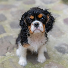 A dog cavalier King Charles, portrait of a cute puppy after the shower
