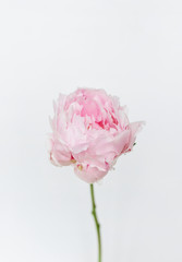 Flower in a white background