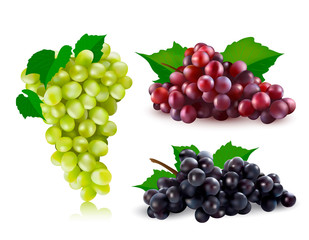 Vector red grapes, black grapes, green grapes set illustration. 3d realistic vector red, black and green bunch of grapes isolated on white background.