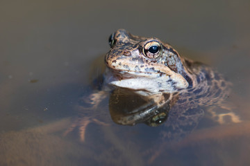 Frog in a pond, close up, macro