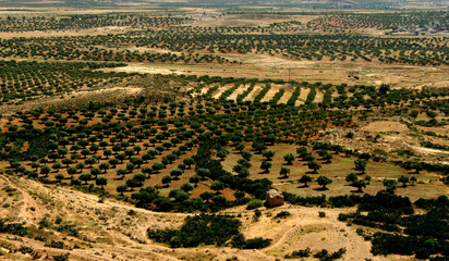 Olive groves in the hills