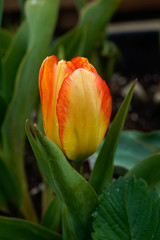Naklejka premium Beautiful tulips growing outside. Bright orange and yellow flowers.