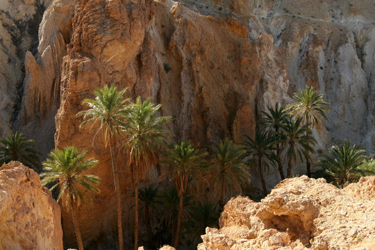 Mountain Oasis in Atlas mountains