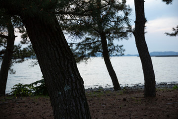 海岸　松