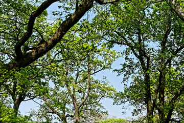 Fototapeta premium Branches at Bois de Vincennes