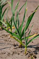 young  juicy green onions grow on a farmed bed in neat rows