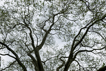 Branches at Bois de Vincennes