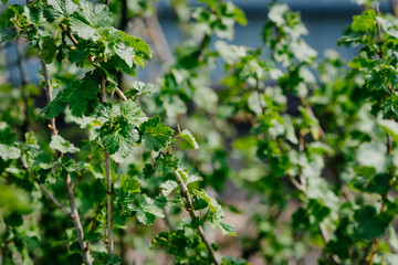 young juicy green leaves on the currant bushes in the home garden