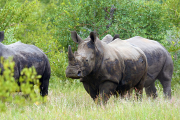 The white rhinoceros or square-lipped rhinoceros (Ceratotherium simum) adult male along with its herd of female.Big rhinoceros in the African bush.