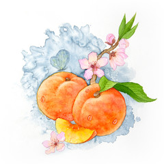 blooming peach apricot watercolor painting drawing illustration fruit
