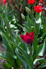One beautiful red purple bright tulip grow on the ground. Against the background of a green flower bed in defocus red flowers. Ideal natural postcard full flowering vertical orientation.