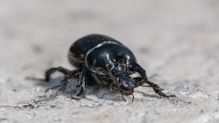 Scarabée Minotaure (Typhaeus typhoeus)