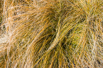 A close view of the tangled leaves of ornamental grass New Zealand Hair Sedge Carex testacea