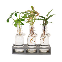 Home hydroponic plant in a vase
