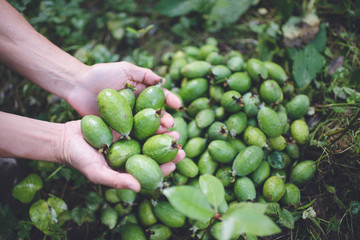 Organic Feijoa in New Zealand