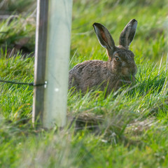 Brown hare (Lepus europeaus) in an English field on a sunny spring evening
