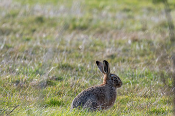 Brown hare (Lepus europeaus) in an English field on a sunny spring evening