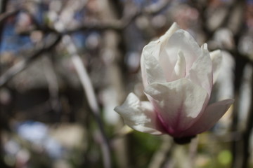 rozwijający się kwiat magnolii - obrazy, fototapety, plakaty