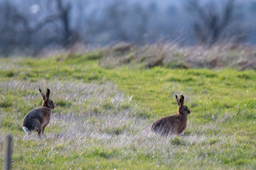 Brown hare (Lepus europeaus) in an English field on a sunny spring evening