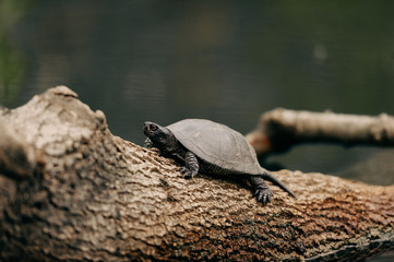 turtle
