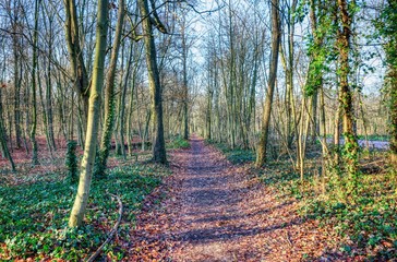 Trees at Bois de Vincennes