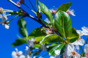 Bee on a cherry blossom against blue sky