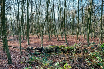 Trees at Bois de Vincennes