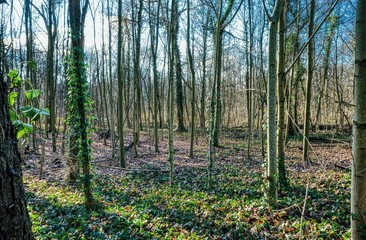 Trees at Bois de Vincennes