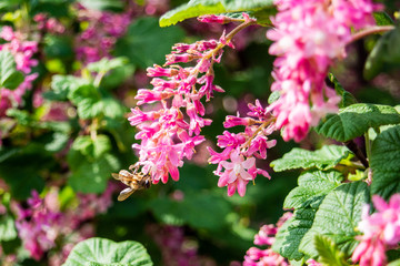 A honey bee apis mellifera feeding on pink  Ribes sanguineum flowers with blurred ribes bush in the background