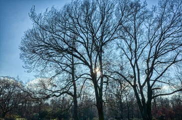 Trees at Bois de Vincennes