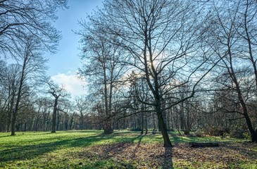 Trees at Bois de Vincennes