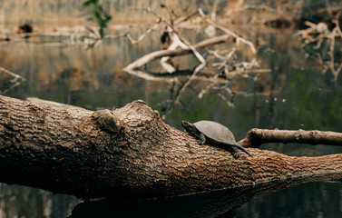 turtle