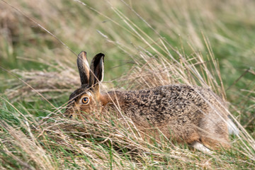 Brown hare (Lepus europeaus) in an English field on a sunny spring evening