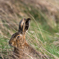 Brown hare (Lepus europeaus) in an English field on a sunny spring evening © Mark Hunter