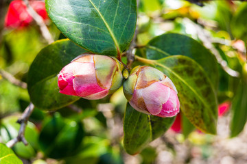 A pair of  sun dappled flower buds of a Japanese Camellia, Camellia japonica, shrub with a framing...