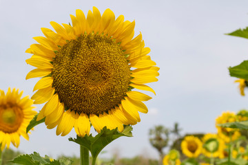 A beautiful sunflowers
