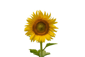 A beautiful sunflowers