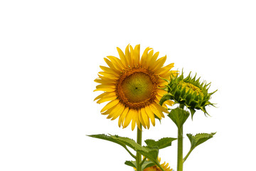 Fototapeta premium A beautiful sunflowers