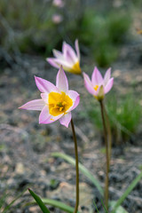 The first spring flowers in the mountains. Very beautiful flowers of a delicate lilac color with a bright yellow center.