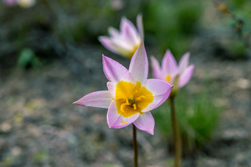 The first spring flowers in the mountains. Very beautiful flowers of a delicate lilac color with a bright yellow center.