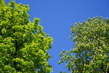 Blühende Kastanien, blauer Himmel, Sonnenschein, freie Fläche