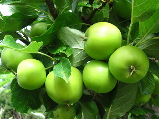 Green apples in tree