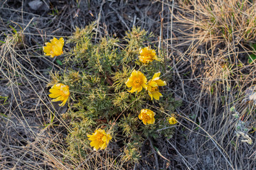 Medicinal herb Adonis vernalis, early spring flowers