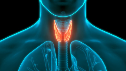 Human Glands Lobes of Thyroid Gland Anatomy